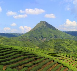 八鄕情品牌高山云霧茶包裝設(shè)計