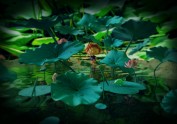 雨花