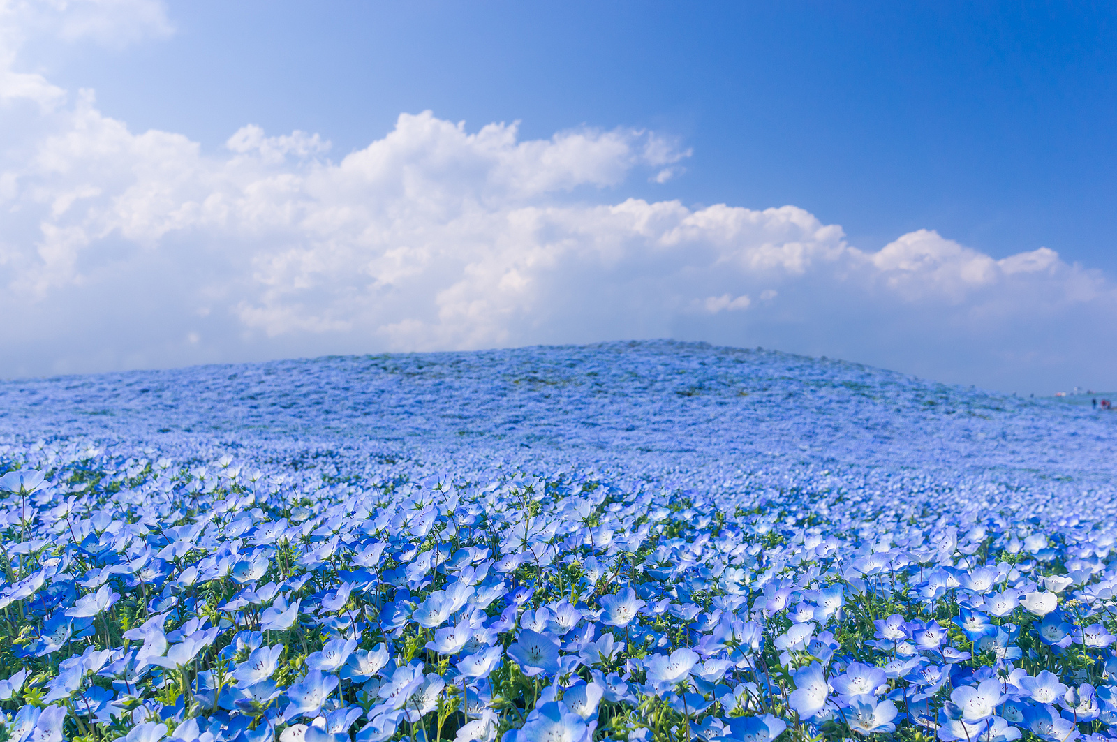 花的海洋蔚蓝色的日立海滨公园