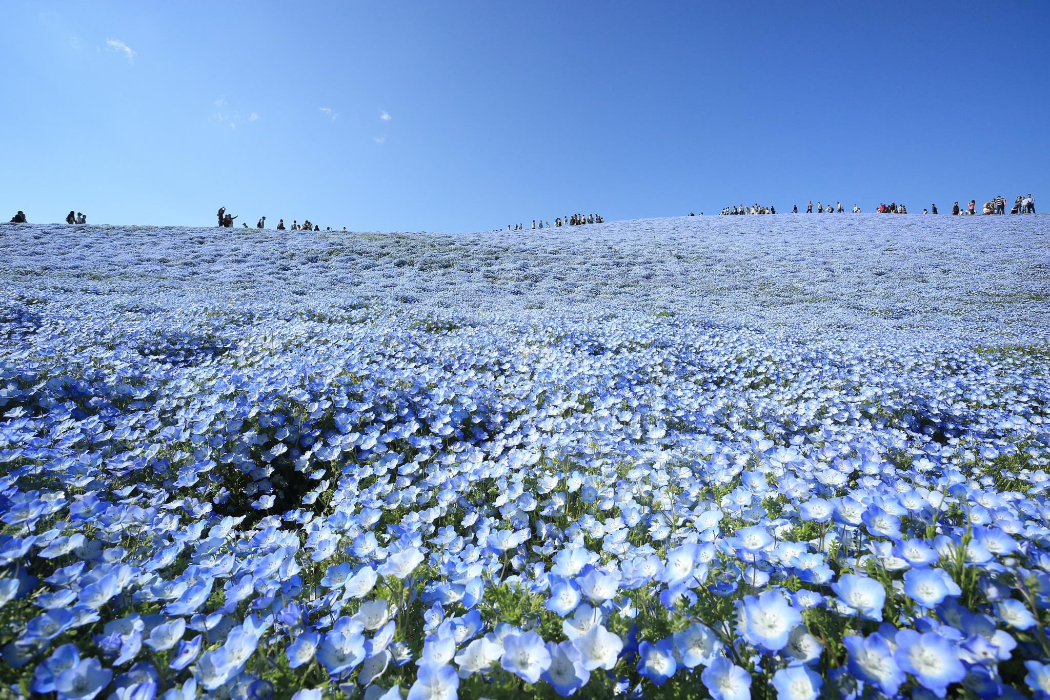 花的海洋:蔚蓝色的日立海滨公园
