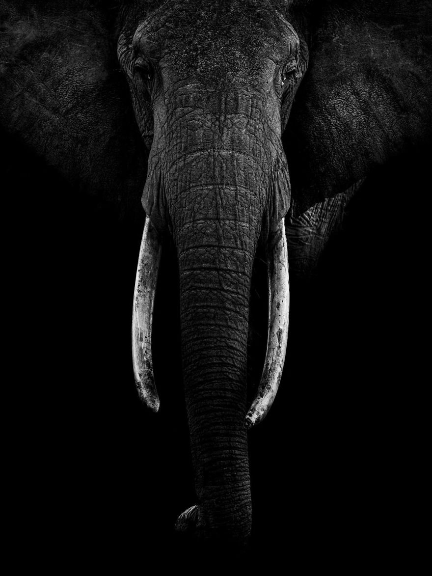 野生动物摄影师彼得·德莱尼拍摄的非洲大象,令人震撼