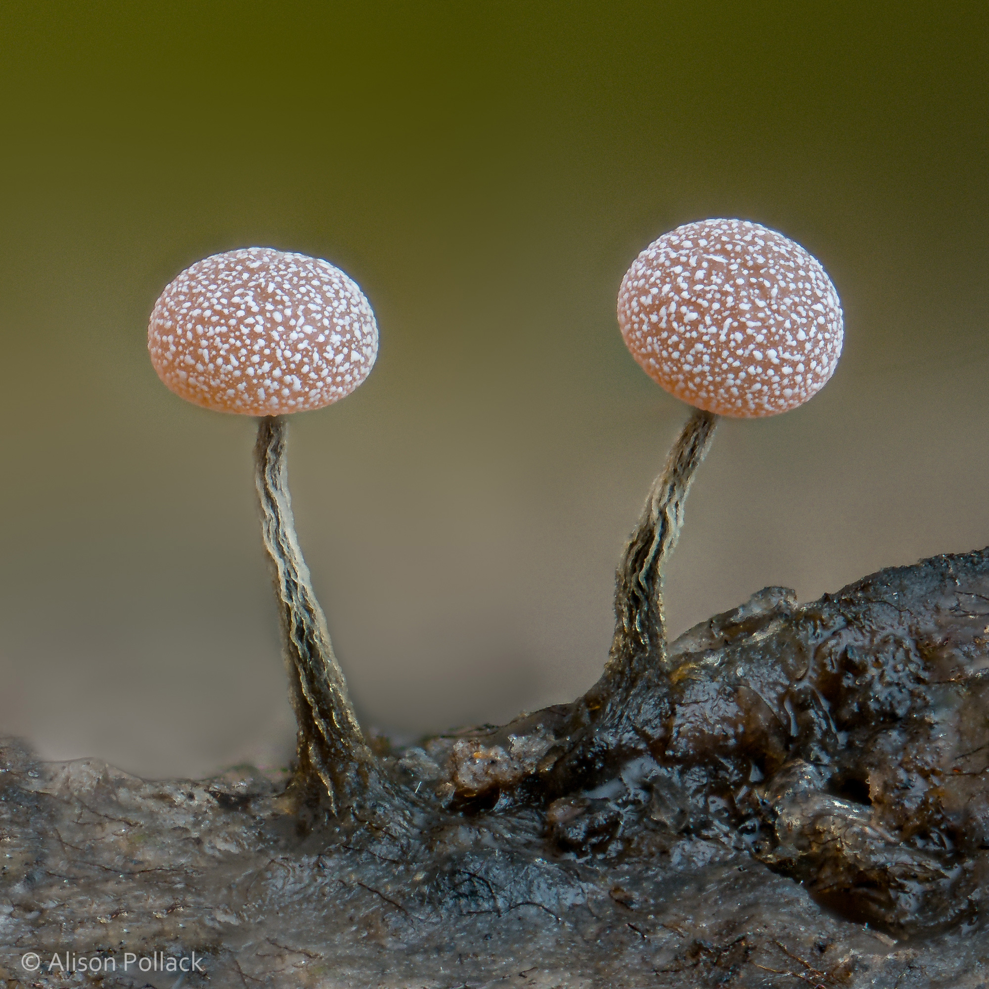 alisonpollack精彩的微距照片揭示了蘑菇的微观世界