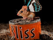 美國藝術家Lisa Ericson 畫的小老鼠還帶有蝴蝶一樣的翅膀