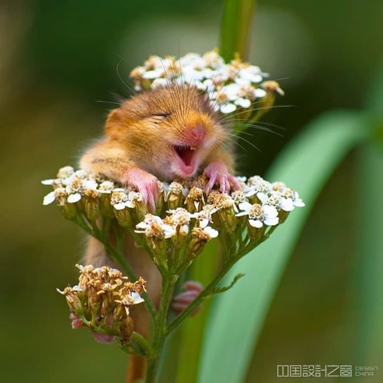 摄影师捕捉栖息在花朵上的可爱笑睡鼠,萌化了