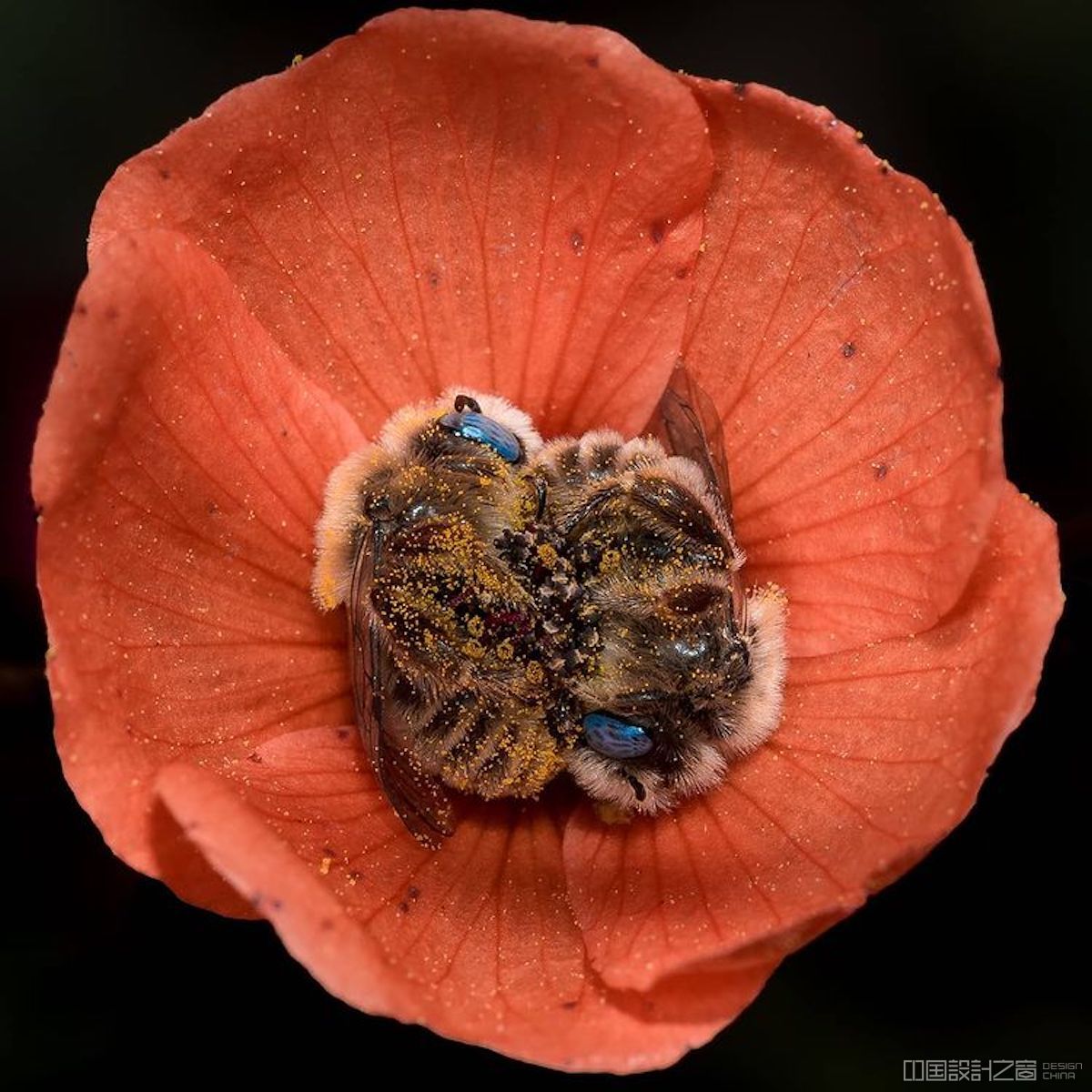 bees sleeping in a globe mallow flower