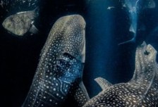 與鯊魚親密接觸贏得2022年度水下攝影師大賽相關圖片