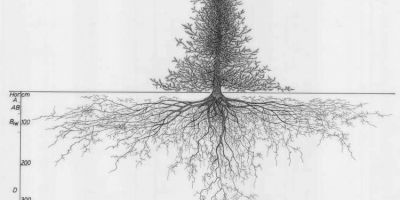 古老的植物繪畫作品，探索了樹木根系的相關圖片