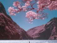 红外相机捕捉新西兰梦幻般的粉红色照片