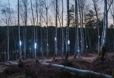 超现实主义摄影：枫丹白露森林的夜间风景相关图片
