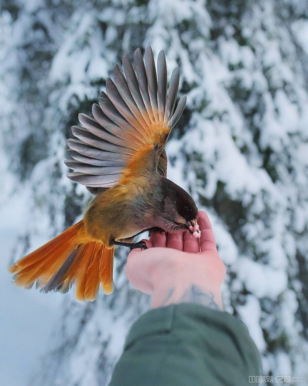 Photos of Forest Animals by Joachim Munter