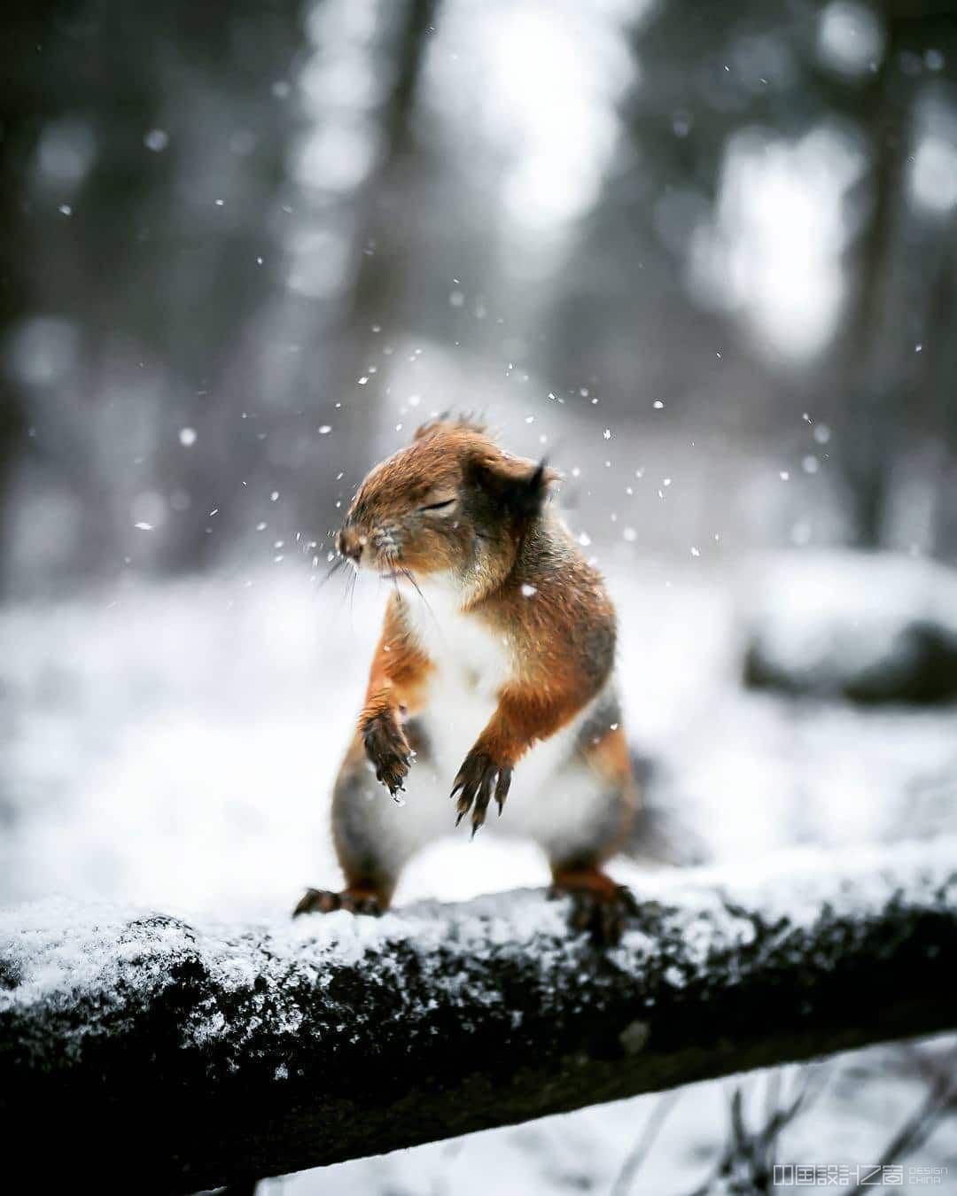 Photos of Forest Animals by Joachim Munter