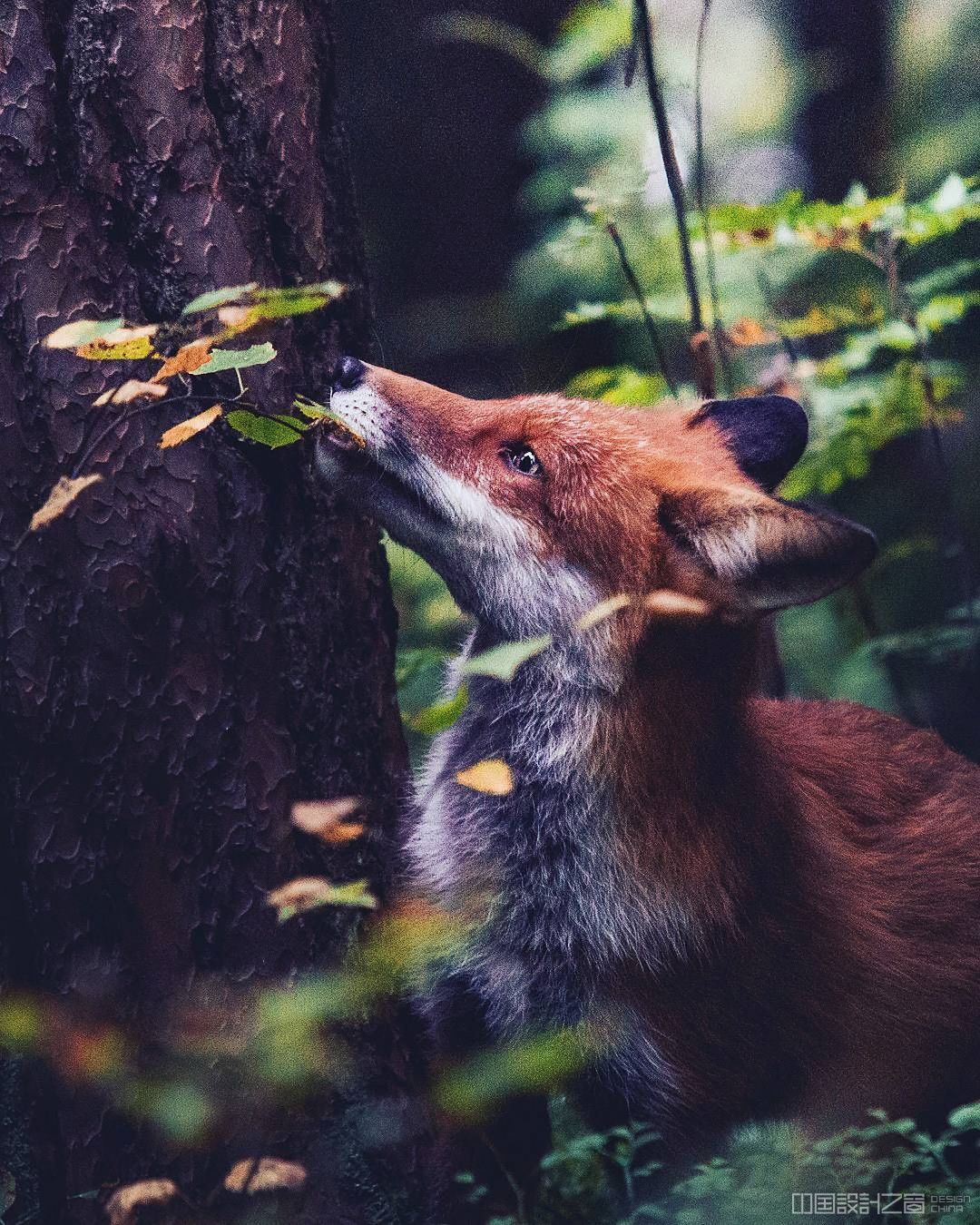 Photos of Forest Animals by Joachim Munter