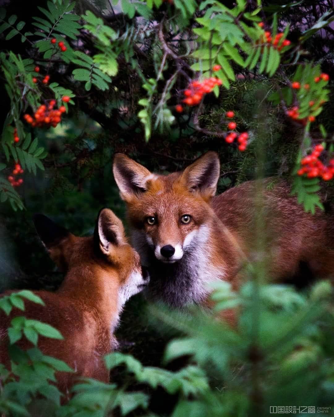 Photos of Forest Animals by Joachim Munter