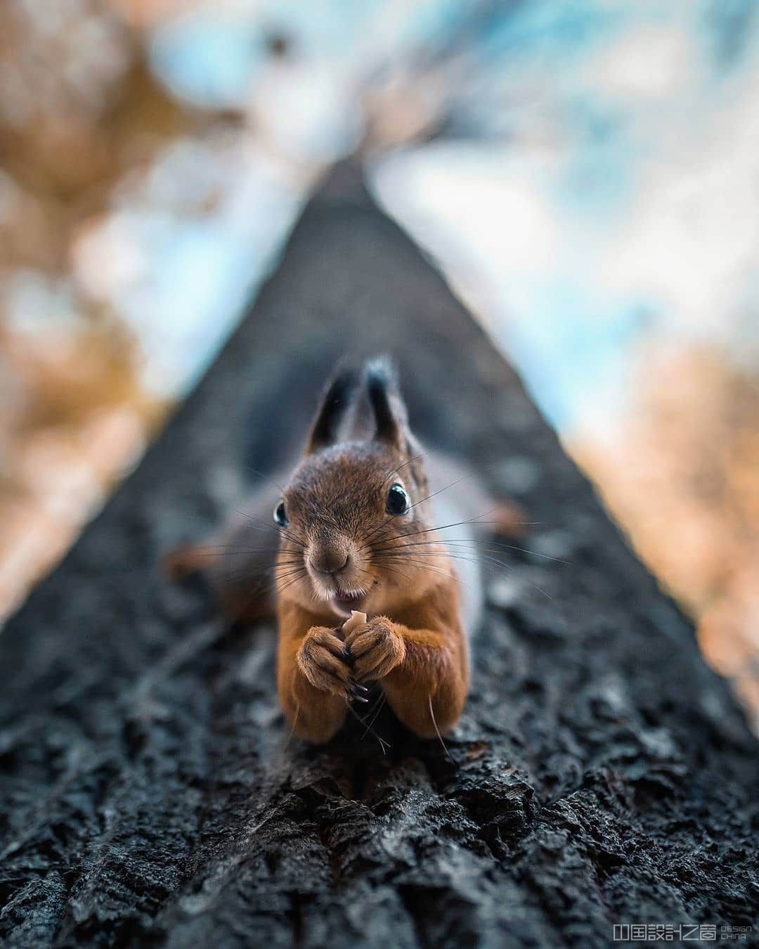 Photos of Forest Animals by Joachim Munter