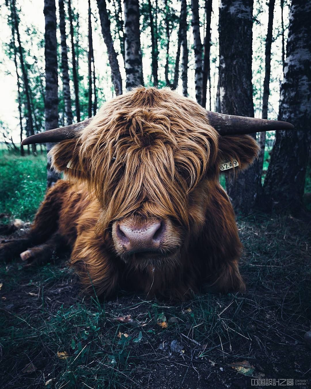 Photos of Forest Animals by Joachim Munter