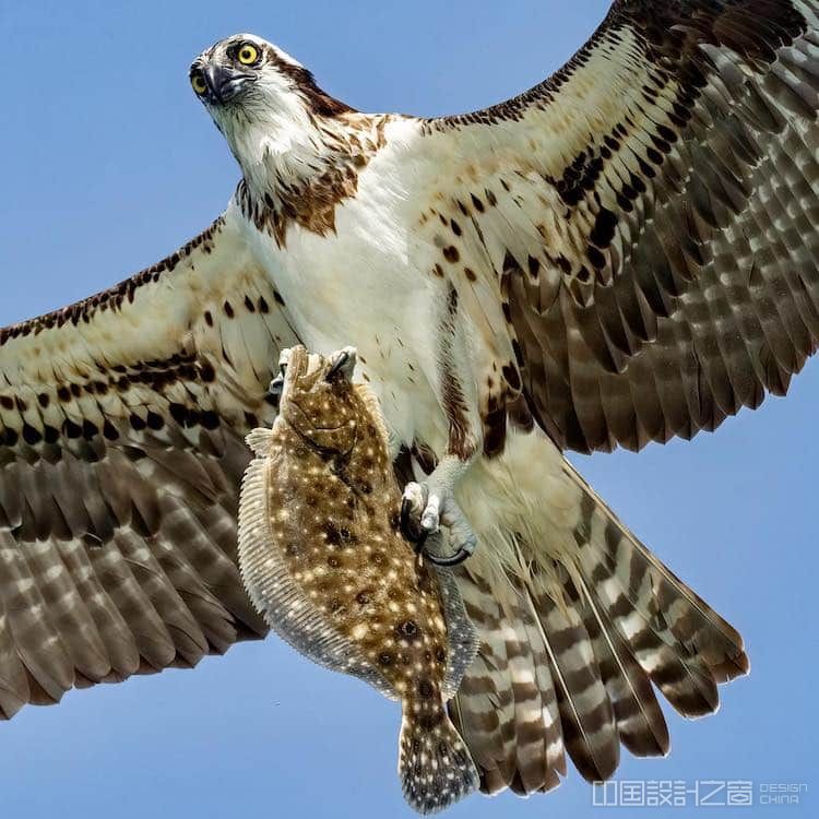 Osprey with a Fish in Its Talons by Mark Smith