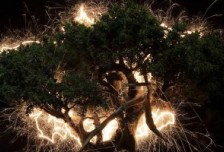 长曝光照片揭示了树木的生命之源和脉动能量相关图片