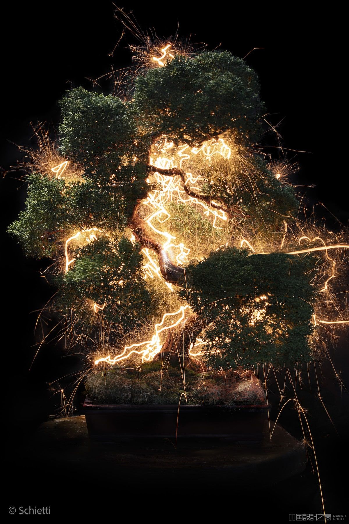 Long Exposure Photography of Bo<em></em>nsai Trees by Vitor Schietti