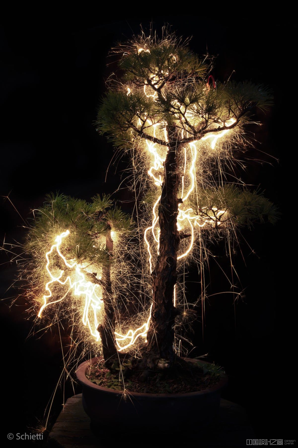 Long Exposure Photography of Bo<em></em>nsai Trees by Vitor Schietti