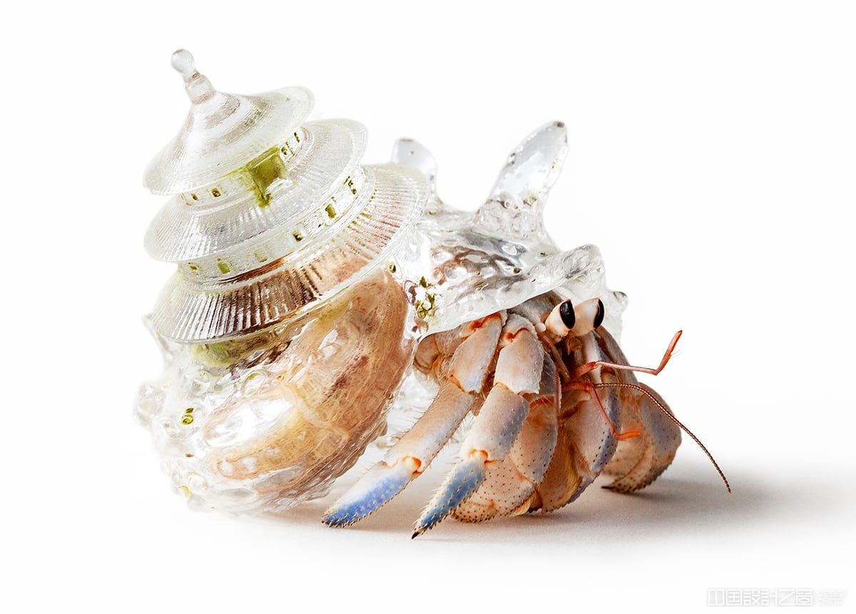 A photo of a hermit crab in an architectural resin shell