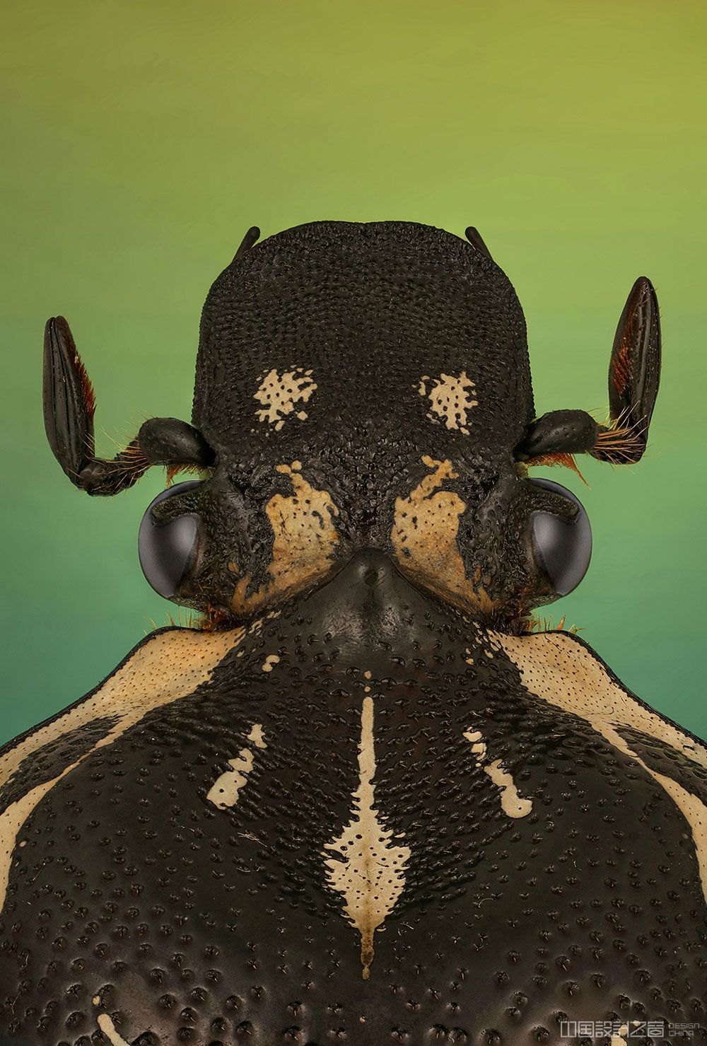 摄影师捕捉到了世界各地罕见的甲虫