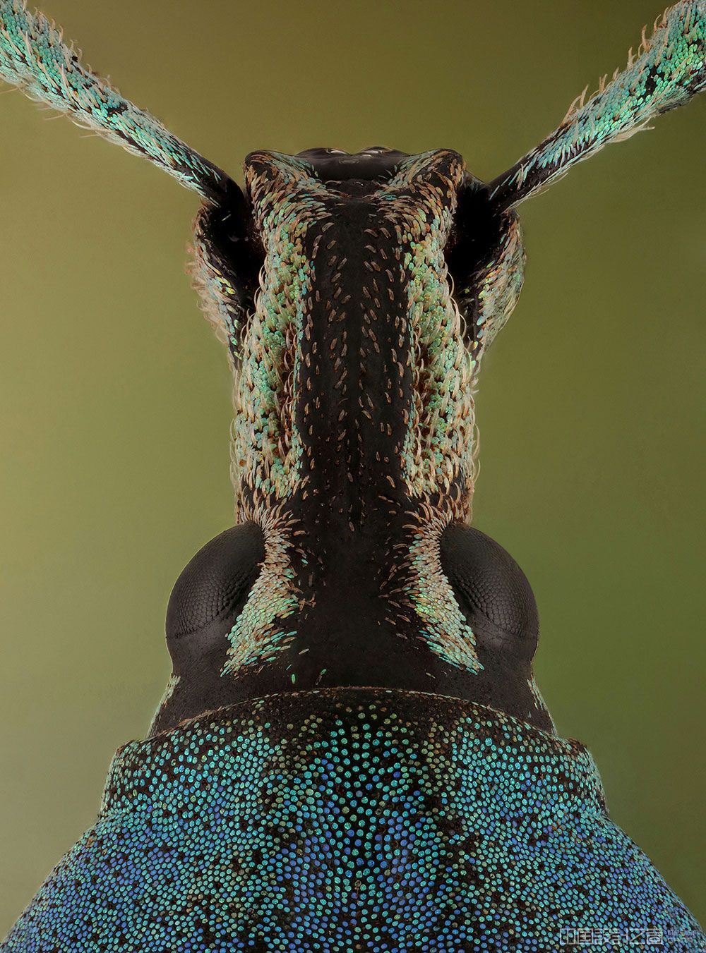 摄影师捕捉到了世界各地罕见的甲虫