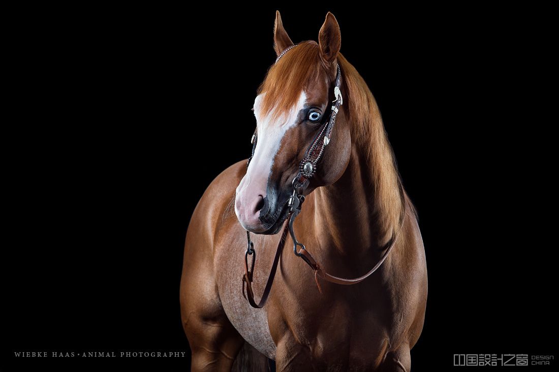 Tierfotograf; Tierfotografie; animal; photography, Pferd; Pferdefotograf; Pferdefotografie; Quarter Horse, Horse; Horsephotography; Equine; Equinephotography; Equus;