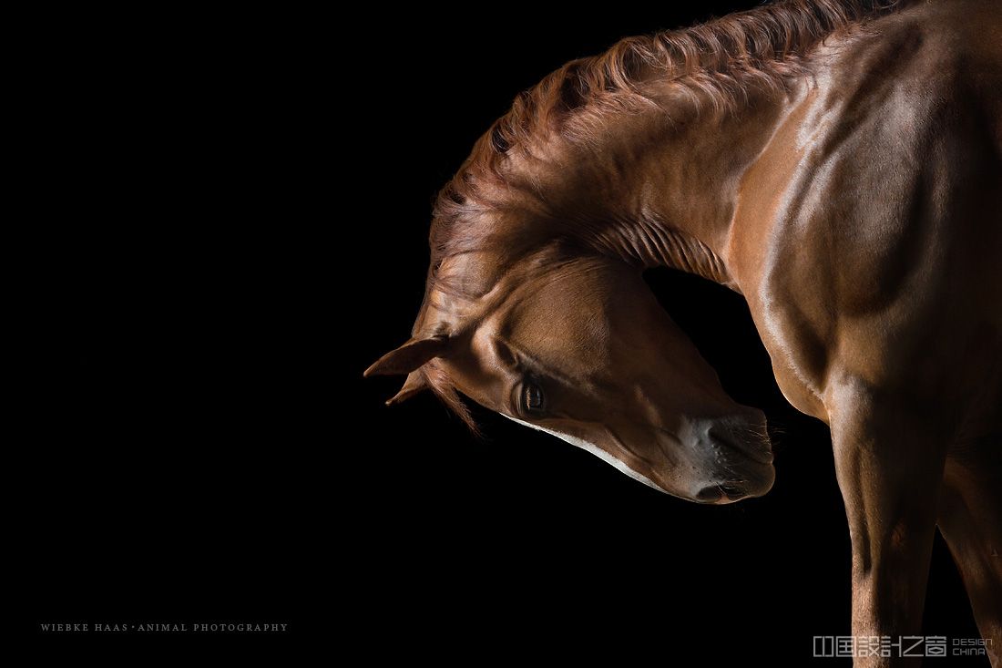 Pferd-Studio-Quarter-Horse-Pferdefotografie