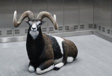 挪威國家博物館的這場展覽探索了羊和人類的共同進化歷程相關圖片