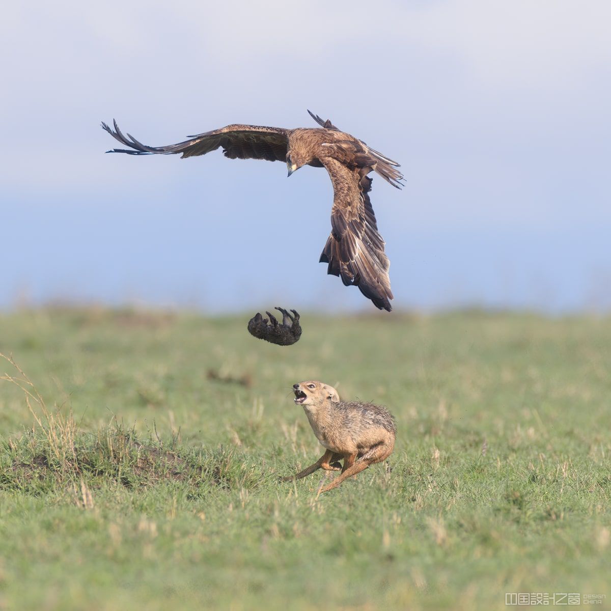 Eagle trying to take jackal baby from its mother