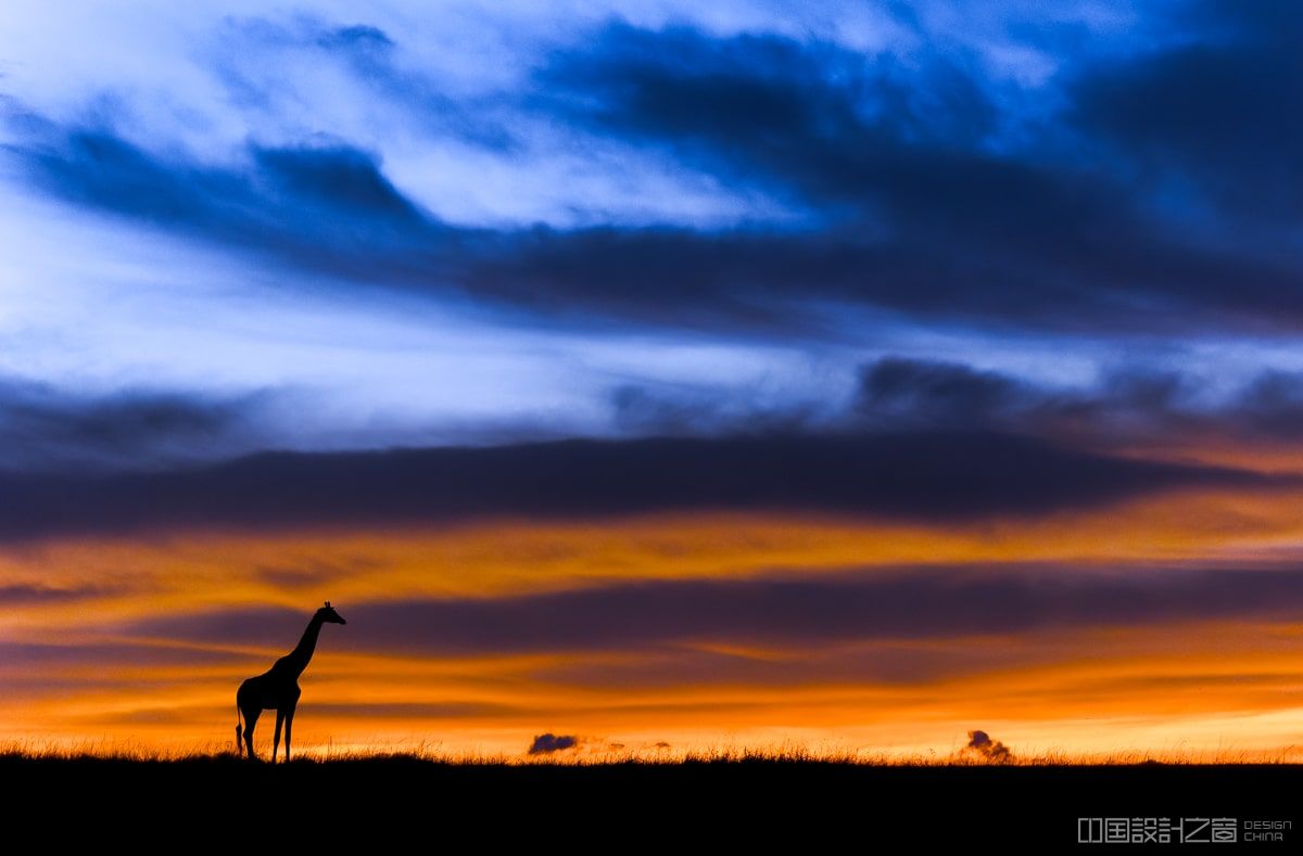 Giraffe with dramatic sky in the background at the Maasai Mara in Kenya