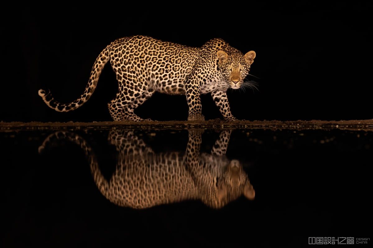 Leopard at night by Ateeb Hussain