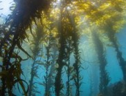 陽光照亮了水下照片中起伏的海藻森林