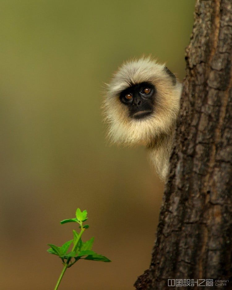 Shaaz Jung Photo of a Langur Looking at the Camera