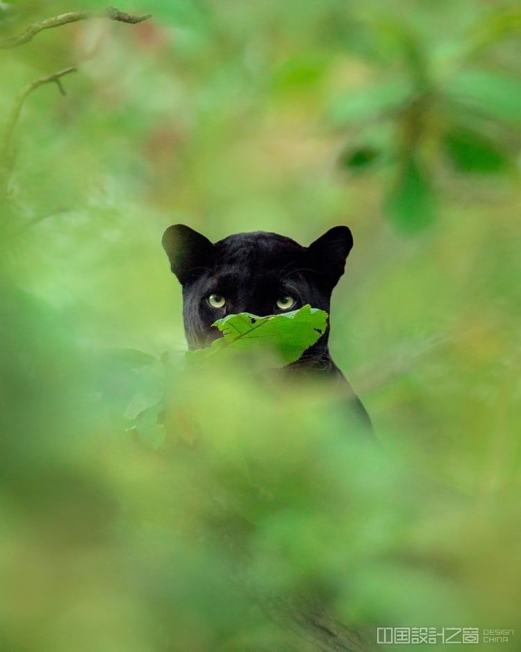 Shaaz Jung Photo of a Panther Looking at the Camera