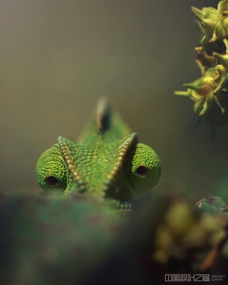 Shaaz Jung Photo of a Chameleon Looking at the Camera