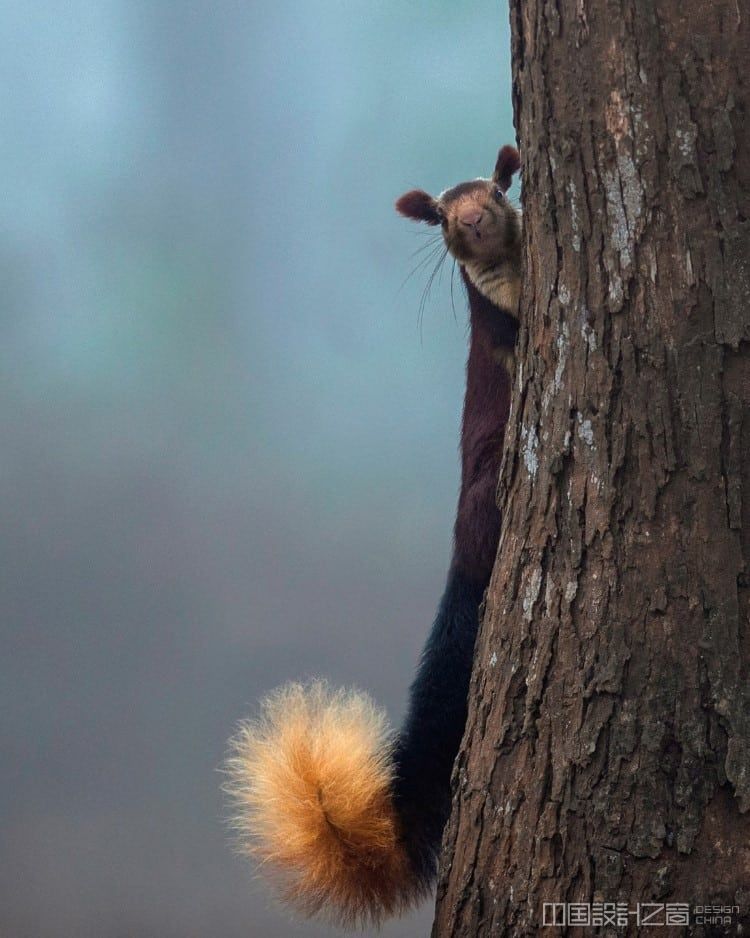 Shaaz Jung Photo of a Squirrel Looking at the Camera