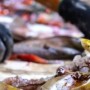 海洋碎片的重生：Oceanic 织物的回收塑料设