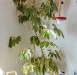 meii estudio：卡塔赫纳 Casa Cruda 住宅设计，旧宅焕新成当代极简典范