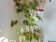 meii estudio：卡塔赫納 Casa Cruda 住宅設(shè)計(jì)，舊宅煥新成當(dāng)代極